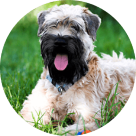 Soft Coated Wheaten Terrier DOg Breed