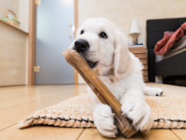 A white puppy actively teething and chewing on a wooden stick while lying on a carpet, demonstrating when puppies lose their baby teeth and common teething behaviors during this developmental stage.