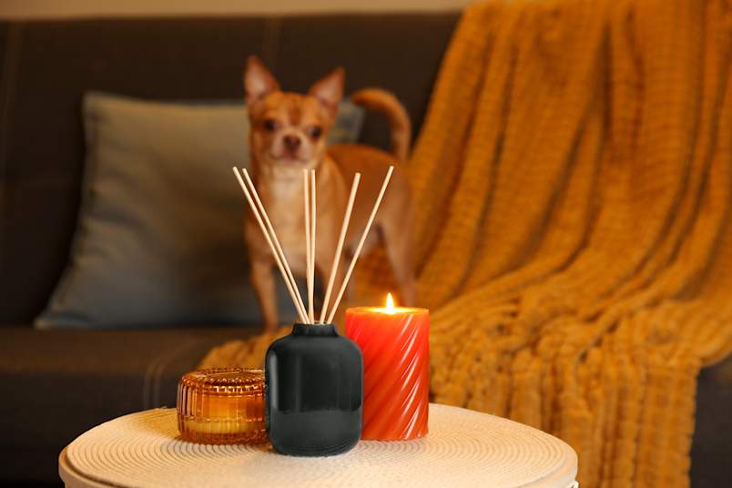 A curious Chihuahua investigates a reed diffuser and lit candle on a living room table — a common scenario that raises important questions about essential oils and pet safety.