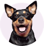 mixed breed dog