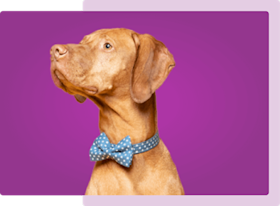 dog wearing a bowtie