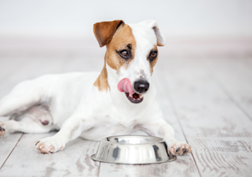 Is cat food bad for dogs? This dog is seen beside a food bowl, raising the question of whether it's the dog's bowl or a cat's, highlighting the important consideration of nutritional differences between dog food and cat food for pet owners.