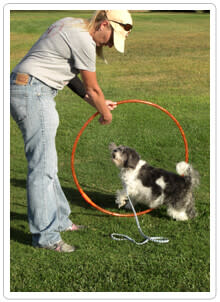 Teach Your Dog to Jump Through Hoops