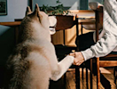 a person working at their home office petting their dog
