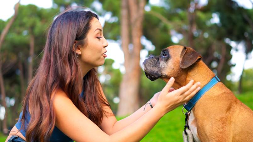 A woman gently holds her Boxer dog's chin in a sunny park, looking closely at his face and mouth. Attentive owners who regularly inspect their dog's mouth are far more likely to catch a gum growth in dogs before it becomes a serious problem.