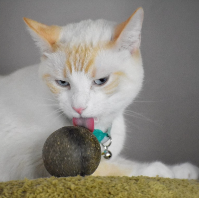 Natural Catnip Ball cat gift idea