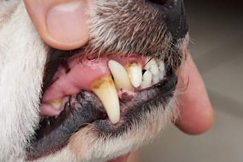 Person Holding Dog's Mouth Open Looking at Cavities