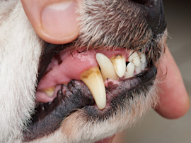 Person Holding Dog's Mouth Open Looking at Cavities