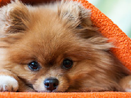 pomeranian under an orange blanket