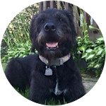 Darcy - Mixed Breed Dog