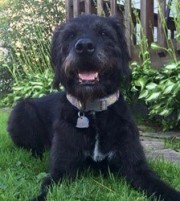 Darcy - Mixed Breed Dog