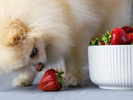 Nose to berry, a cream Pomeranian investigates a single ripe strawberry while a full bowl waits nearby. The standoff captures what a lot of owners wonder at snack time: can dogs have strawberries, and are strawberries good for dogs?