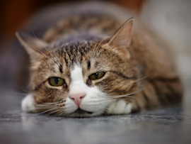 How to tell if your cat is sick? This stripe-colored cat in the image looks sick based on his position.