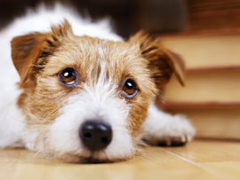 A small, scruffy dog with white and brown fur lies on a wooden floor, gazing up with soft, expressive eyes. This adorable pup appears attentive, making it a great example for how to teach a dog its name by using positive reinforcement and eye contact.