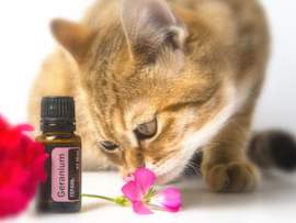 A curious cat sniffs a pink geranium flower next to a bottle of geranium essential oil, illustrating pet owners' concerns about essential oils and cats and highlighting the need to know which essential oils are safe for cats.