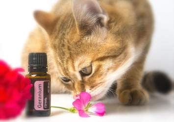 A curious cat sniffs a pink geranium flower next to a bottle of geranium essential oil, illustrating pet owners' concerns about essential oils and cats and highlighting the need to know which essential oils are safe for cats.