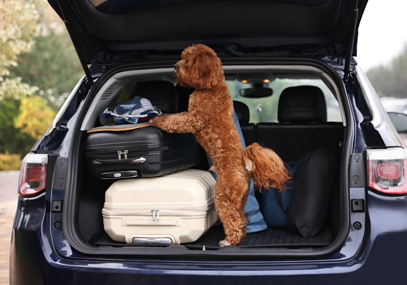 Cute Cavapoo dog with suitcases in car trunk