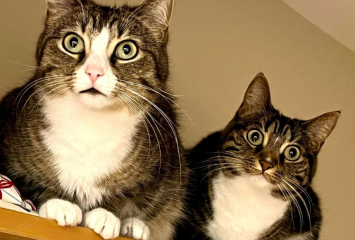 two cats with wide eyes because they're thinking about getting neutered.