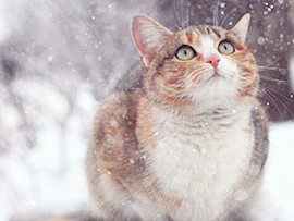 cat in the snow