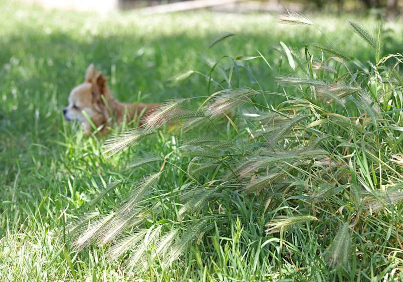 A long-haired tan Chihuahua moves through a sunny yard while a thick clump of green foxtail grass fills the foreground, seed heads still soft and unripe.