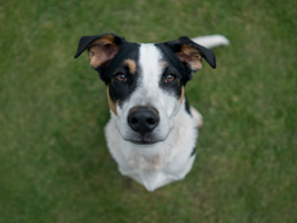 A tricolor mutt dog with black, white, and tan markings looks up at the camera from a grassy lawn—a perfect example of the unique beauty found in mutt dogs and mixed-breed companions.