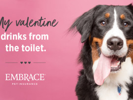 dog valentine meme - Bernese Mountain Dog
