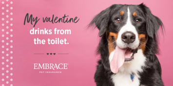 dog valentine meme - Bernese Mountain Dog