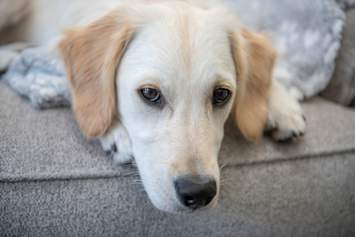 Anxious Dog Sitting on Couch