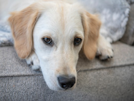 Anxious Dog Sitting on Couch