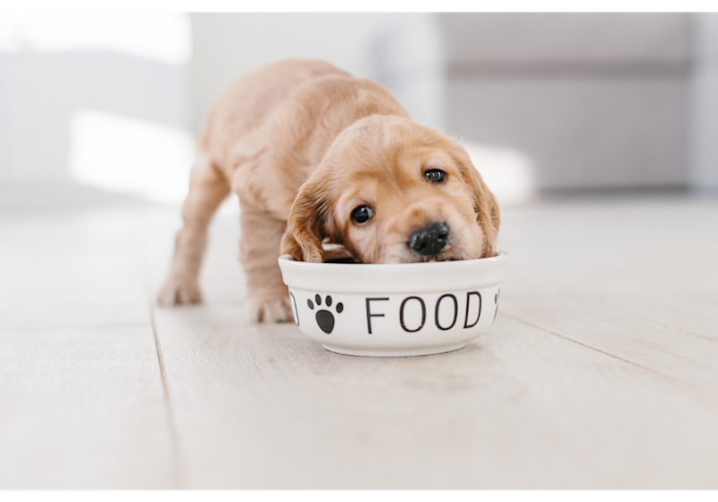This scene illustrates the importance of paying close attention to your dog's body language during mealtimes to identify early signs of food aggression in dogs.