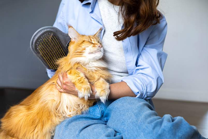 A woman brushes a fluffy orange Maine coon cradled contentedly in her lap, the cat's eyes closed as she works a grooming mitt through its long coat.