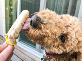 Dog Eating Frozen Treats