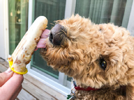 Dog Eating Frozen Treats