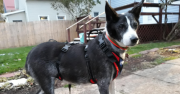 mixed breed dog standing in red harness