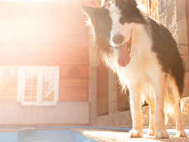 Border Collie by a pool