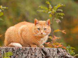 A sturdy orange tabby cat crouches alertly on a tree stump surrounded by autumn foliage, his compact build and serious expression typical of the male cats most commonly affected by urinary blockages. Male cats like this one are disproportionately prone to urethral obstructions — a serious condition that can make perineal urethrostomy necessary when blockages become recurrent or life-threatening.