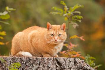 A sturdy orange tabby cat crouches alertly on a tree stump surrounded by autumn foliage, his compact build and serious expression typical of the male cats most commonly affected by urinary blockages. Male cats like this one are disproportionately prone to urethral obstructions — a serious condition that can make perineal urethrostomy necessary when blockages become recurrent or life-threatening.