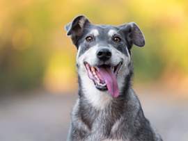 A gray-muzzled mixed breed dog sits with a wide, happy expression against a warm autumn backdrop — the kind of joyful resilience that keeps pet owners fighting for their dog's quality of life through serious diagnoses. Congestive heart failure in dogs, commonly referred to as CHF in dogs, is one of the more common conditions seen in older and middle-aged dogs, and a diagnosis doesn't have to mean the end of happy days like this one.