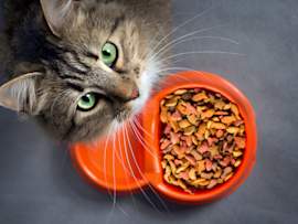 A green-eyed tabby looks up from beside a bright orange bowl of kibble, sitting next to its full dish rather than eating, a familiar worry for owners.