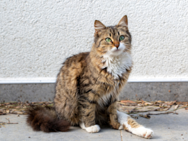 A beautiful Domestic Long Hair tabby cat with striking green eyes and luxurious brown and cream fur sits poised against a white wall, exemplifying the elegant personality and distinctive fluffy coat that makes these long-haired cats such beloved companions.