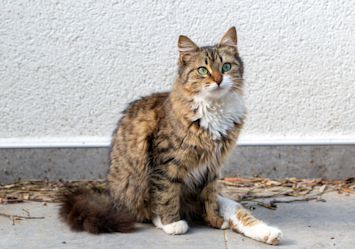 A beautiful Domestic Long Hair tabby cat with striking green eyes and luxurious brown and cream fur sits poised against a white wall, exemplifying the elegant personality and distinctive fluffy coat that makes these long-haired cats such beloved companions.