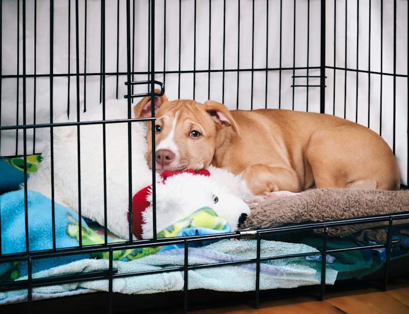 a cute puppy resting in his crate after 72 hours in his new home