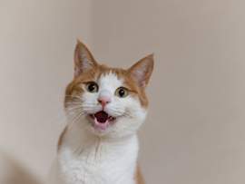 An expressive orange and white cat mid-meow with bright eyes and perky ears, great for inspiration on cute cat names and cat names for boys or girls.