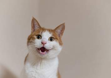 An expressive orange and white cat mid-meow with bright eyes and perky ears, great for inspiration on cute cat names and cat names for boys or girls.