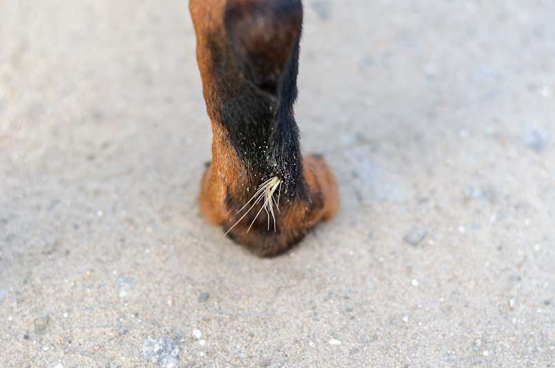 A close-up of a black and tan dog's paw shows a dried foxtail awn lodged in the fur just above the toes, its barbed bristles pointing back toward the skin.