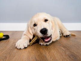 A teething puppy chewing on a chew stick