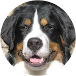 Neil-Bernese-Mountain-Dog
