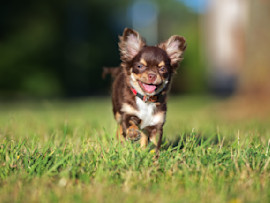 Chihuahua Running Outside