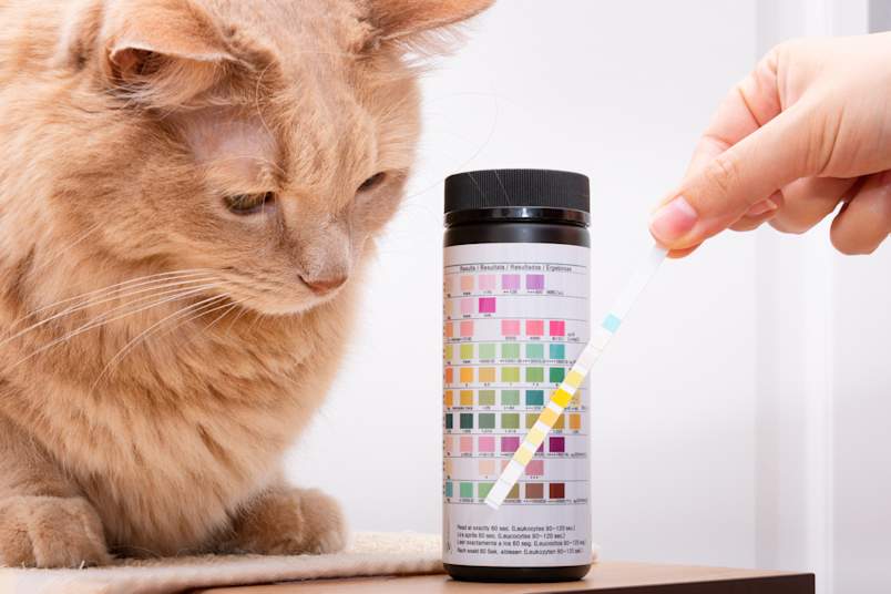 An orange cat looks on as a hand holds a urinalysis test strip next to its color-coded result bottle. I