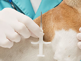 vet-microchipping-a-dog